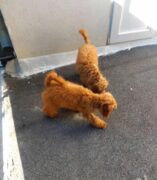 Štenci crvene patuljaste pudle stari 9 meseci