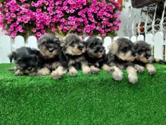 Patuljasti šnauceri