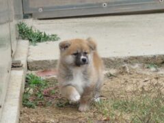 Prodajemo štence japanskih Akita