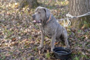 srpski-odbrambeni-pas-SOP (5)