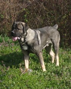 srpski-odbrambeni-pas-SOP (5)