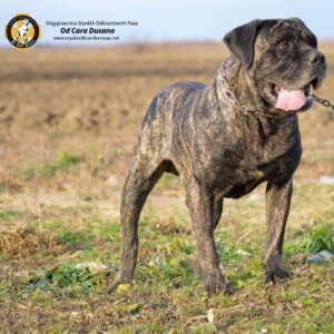 srpski-odbrambeni-pas-SOP (5)