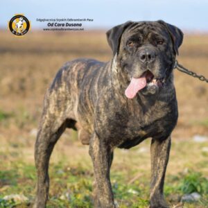 srpski-odbrambeni-pas-SOP (5)