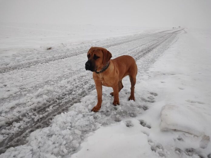 srpski-odbrambeni-pas-SOP (5)