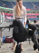 Šampionsko leglo: Crne Standardne Pudle vrhunskog ranga