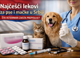 NAJČEŠĆI LEKOVI ZA PSE I MAČKE U SRBIJI – ŠTA VETERINARI ZAISTA PREPISUJU?