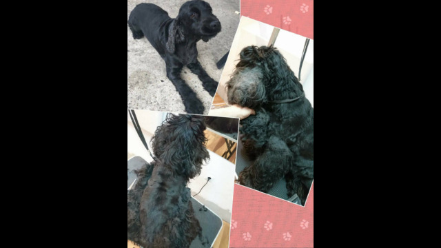 pansion-za-pse-dogs-empire-novi-sad