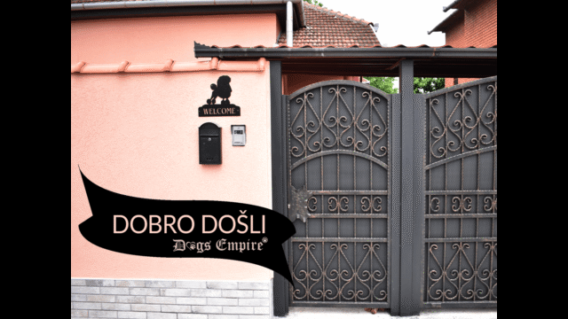 pansion-za-pse-dogs-empire-novi-sad