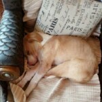 foto: Dragana Kostić