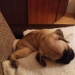 foto: Dunja Kaćanski