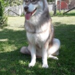 foto: Dragica Petrović haski-dragica-petrović