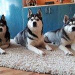 foto: Dušica Stamatović haski-dušica-stamatović