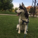 Foto: Ilona Veljin haski-ilona-veljin