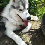 foto: Olivera Milanović haski-olivera-milanović