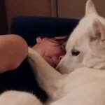 foto: Svetlana Milenkovič haski-svetlana-milenković
