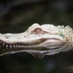foto: Pixabay albino-krokodil