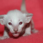 foto: Pixabay albino-mačka