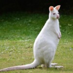 foto: Pixabay albino-kengur
