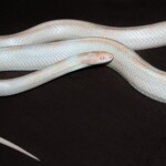 foto: Pixabay albino-zmija