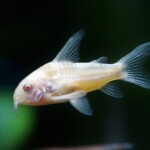 foto: Pixabay albino-riba